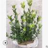 大葉黃楊 扦插苗 規(guī)格 品種 齊全 園林 綠化 工程 用苗 蕭山苗圃