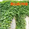 爬山虎 爬山虎苗 五葉地錦 爬墻高手 遮陽降溫 2年苗 藤本植物