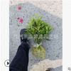 毛鵑 小毛球 土球好 冠幅好 精品 苗 園林 綠化 工程 蕭山 直銷
