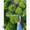 矮婆鵑 紫鵑 園林 綠化 道路 工程 用苗 蕭山 苗圃 量多 成活高