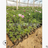 美女櫻 蜀葵 金雞菊 月見草 波斯菊 等草花 優(yōu)質(zhì)苗 成活率高 蕭山