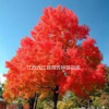 江西九江美國紅楓苗木出售，美國紅楓供應電話，美國紅楓批發