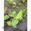 花葉美人焦 色塊 地被 水生 灌木 喬木 品種 規格 齊全 園林苗圃