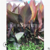 紫葉美人蕉 品種 齊全 工程 園林 綠化苗 根系旺 成活率高 優質苗