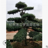 造型羅漢松 觀造型 喬木 灌木 苗圃 工程苗