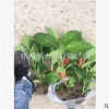 八仙花 繡球  都有 土球好 冠幅好 各種 園林 喬木