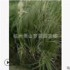 短蒲葦 蘆竹 狼尾草 血草 都有 優質苗 成活率高 綠化工程 蕭山苗