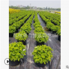 八仙花球  盆栽 花可 變色 用于別墅 園林 庭院 種植