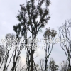 供應(yīng)黃連木 成都黃連木種植基地、黃連木行情、黃連木照片