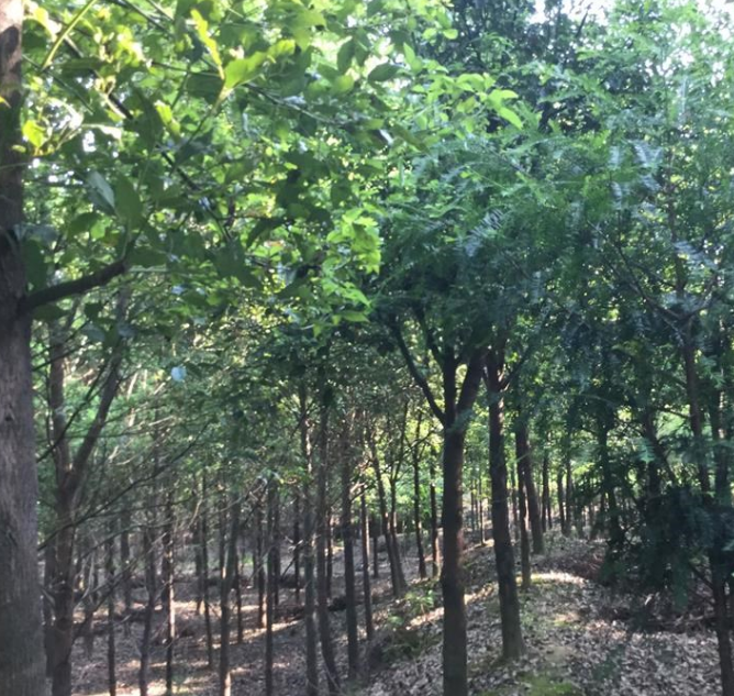 樂(lè)山地區(qū)供應(yīng)香樟樹(shù)