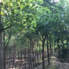 樂山地區(qū)供應香樟樹