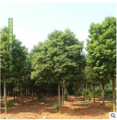 供應香樟樹 多規(guī)格園林樹木供應 廣西桂林基地直發(fā)