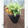 火焰南天竹  季節不同 變色 庭院 花鏡 蕭山 苗木