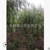 垂柳 精品苗 造型好 土球好 喬木 灌木 城市行道樹 苗圃