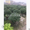 無刺構骨球土球好 冠幅好 根系旺 庭院 化境 品種全