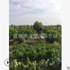 大葉黃楊球 土球好 冠幅好 花灌木 地被 球類 色塊類 草花類 喬木