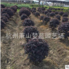 紅花繼木球  精品球 土球好 冠幅好 庭院 綠化工程