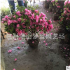 春娟球 園林 樹木 綠化 土球 蕭山苗木 優質精品
