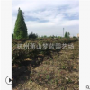紅葉石楠球 規(guī)格齊全 造型好 土球好 工程綠化 易成活