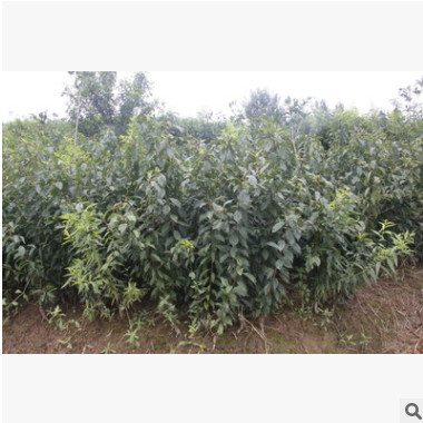 重慶市江津區(qū) 蜂糖李 嫁接苗 果樹苗
