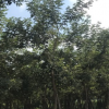 黃花風(fēng)玲木多花
