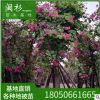 紅花紫荊 紅花洋羊蹄甲規(guī)格齊全基地批發(fā)。行道園林景觀綠化工程