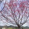 福建山櫻花 規(guī)格齊全基地批發(fā)廠家直銷行道園林景觀綠化工程