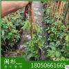 爬山虎 福建規(guī)格齊全基地批發(fā)廠家直銷行道園林景觀綠化工程
