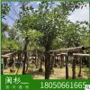 雞冠刺桐 福建規(guī)格齊全基地批發(fā)廠家直銷行道園林景觀綠化工程