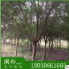 紅皮榕 福建規(guī)格齊全基地批發(fā)廠家直銷行道園林景觀綠化工程