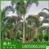 狐尾椰子 福建規(guī)格齊全基地批發(fā)廠家直銷行道園林景觀綠化工程