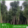 骨架切桿香樟福建規(guī)格齊全基地批發(fā)廠家直銷行道園林景觀綠化工程