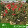 美化花紅千層福建規(guī)格齊全基地批發(fā)廠家直銷行道園林景觀綠化工程
