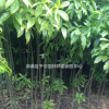 木荷小苗苗圃供應