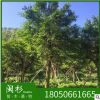 小葉榕 細葉榕 福建苗木基地批發。廠家直銷行道庭院園林景觀綠化