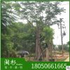 臺灣欒樹 福建苗木基地批發。廠家直銷行道庭院園林景觀綠化工程