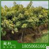 福建 富貴榕 花葉高山榕苗木基地。廠家直銷行道庭院園林景觀綠化