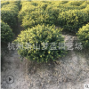 龜甲冬青球  綠化 灌木 常綠型 苗木 規(guī)格 品種 齊全
