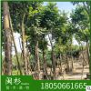 麻楝 福建規格齊全基地批發。廠家直銷行道庭院園林景觀綠化工程