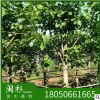 菩提樹 福建苗木基地批發。廠家直銷行道庭院園林景觀綠化工程