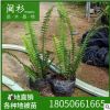 腎蕨 排骨草 蜈蚣草 福建多種規(guī)格齊全種植基地直銷 蕨類植物批