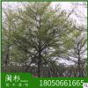 福建小葉欖仁 細(xì)葉欖仁基地直銷批發(fā) 袋苗地苗 多種規(guī)格齊全