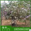 羊蹄甲 洋紫荊福建苗木基地批發(fā)。廠家直銷行道庭院園林景觀綠化