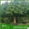 現(xiàn)貨特賣 高山榕福建基地直銷批發(fā)園林綠化 大量供應(yīng) 規(guī)格齊全