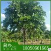福建大葉紫薇 園林綠化苗木 基地直供 叢生紫薇價(jià)格 苗木基地