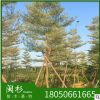 福建省錦葉欖仁 細(xì)葉欖仁基地直銷批發(fā) 袋苗地苗 多種規(guī)格齊全