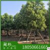 福建秋楓基地直銷10-20公分 重陽(yáng)木園林工程供應(yīng)規(guī)格齊全大量批發(fā)