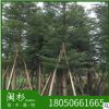 福建漳州小葉欖仁 細(xì)葉欖仁基地直銷批發(fā) 袋苗地苗 多種規(guī)格齊全
