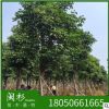 福建秋楓基地直銷20-30公分 重陽(yáng)木園林工程供應(yīng)規(guī)格齊全大量批發(fā)