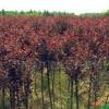 紅葉李行情報價\紅葉李基地圖片展示